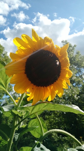 Photo of a sunflower.